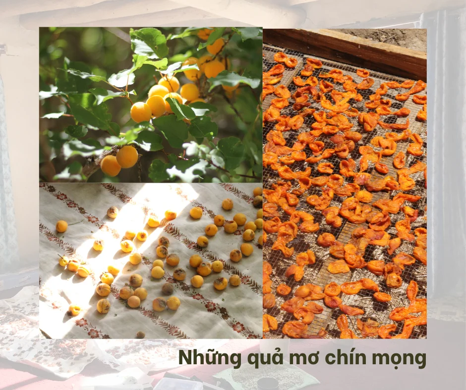 Xem ảnh gốc